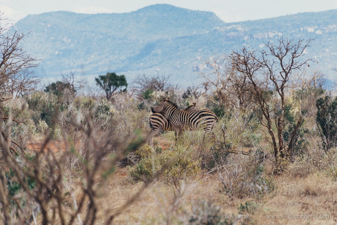 зебры в дикой природе