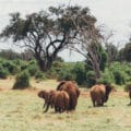 сафари в кении
