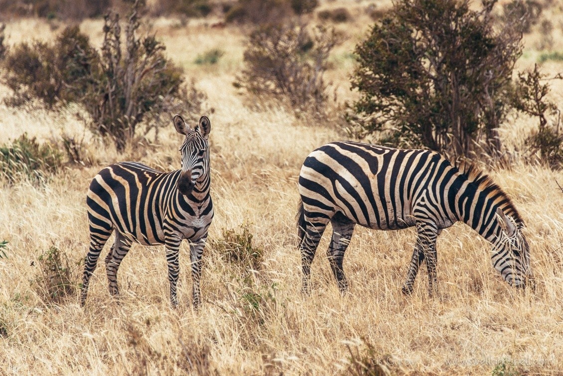 зебры в африке