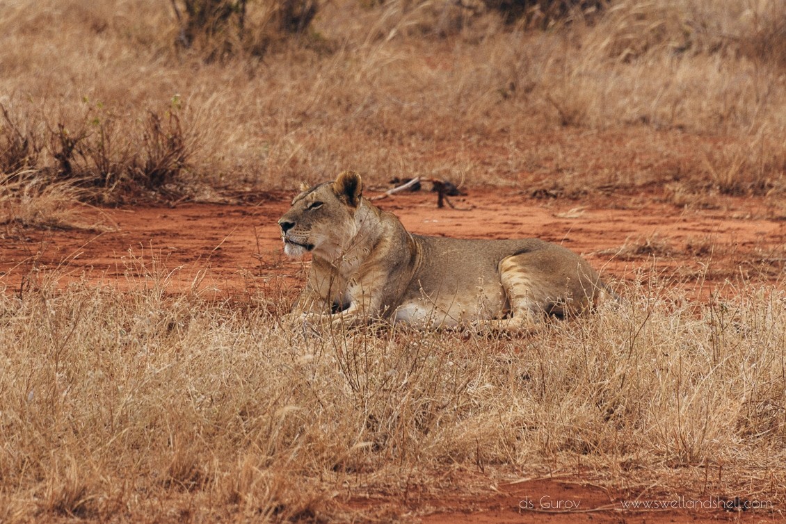 львы в кении