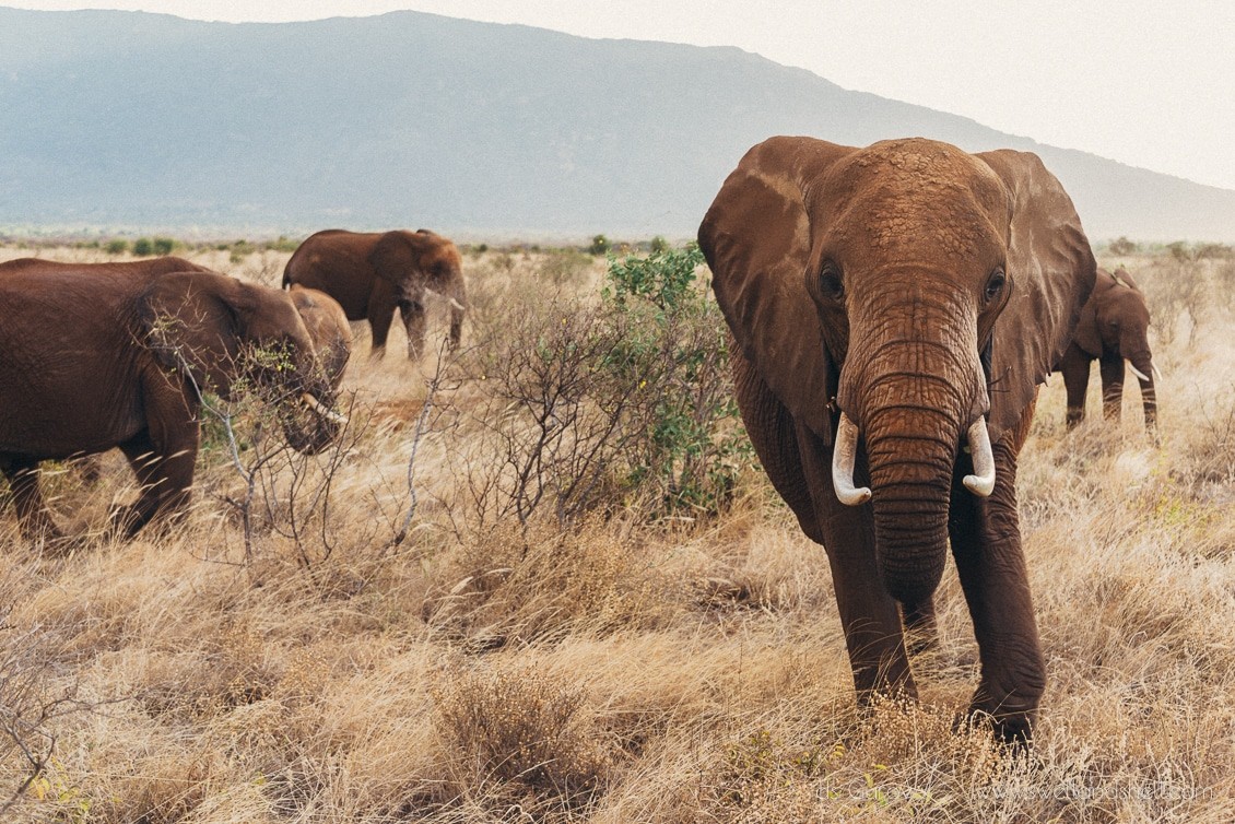 слоны в дикой природе