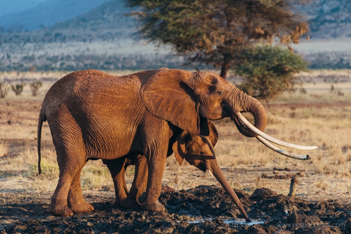 слоны на водопое