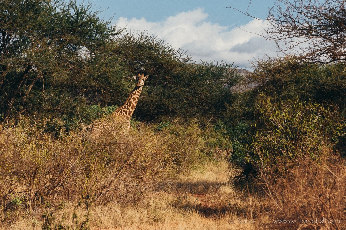 жираф в кении