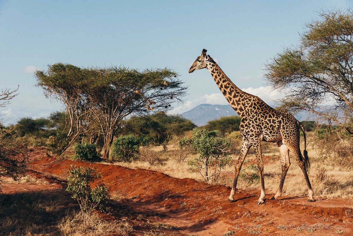 жираф в африке