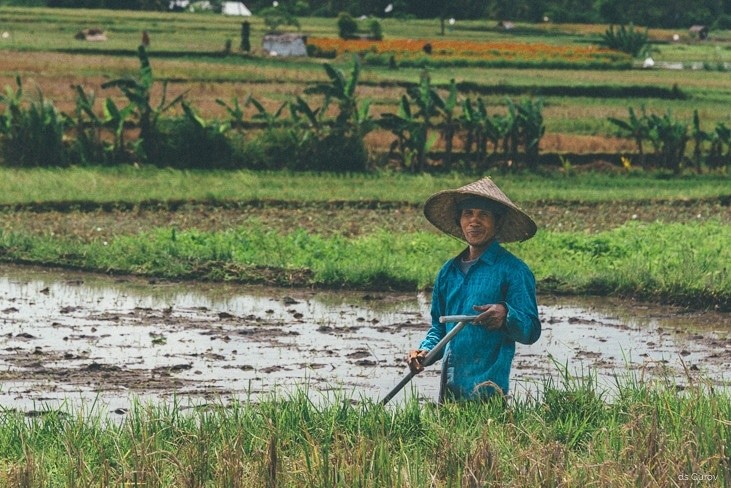 как сажают рис на Бали