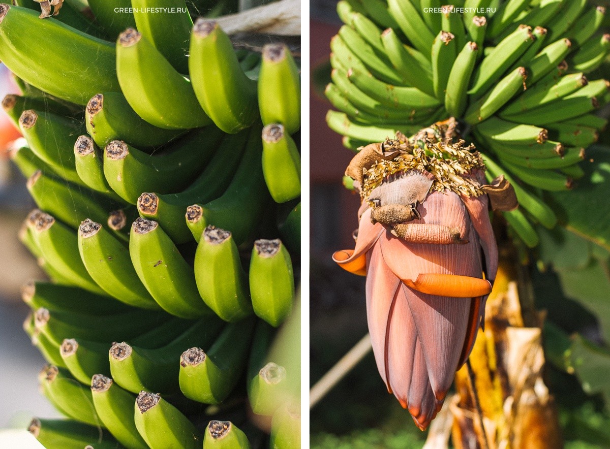 Эко финка: сады и банановая роща